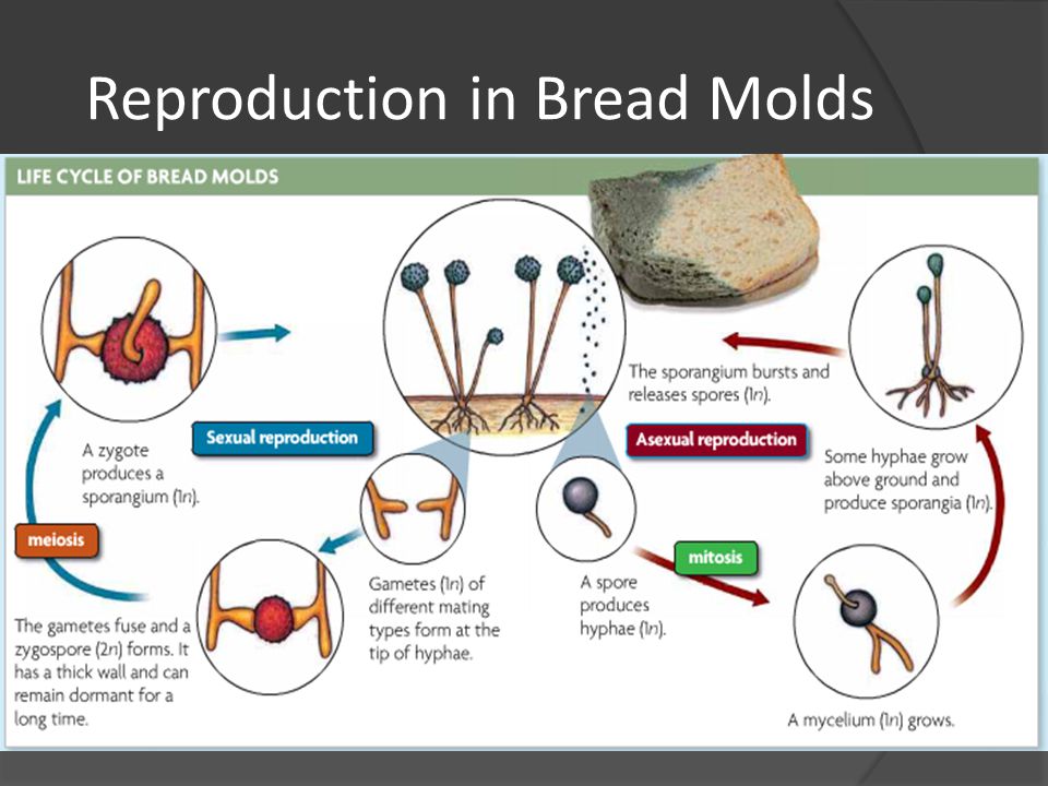 Bread Mold: How To Identify Types Of Mold - Database Football